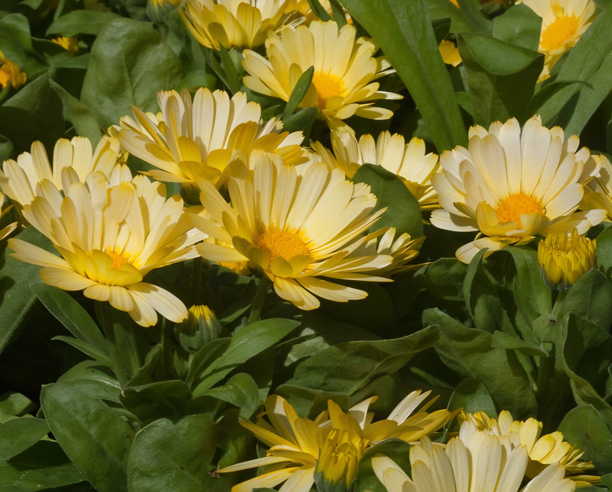 Calendula Seeds
