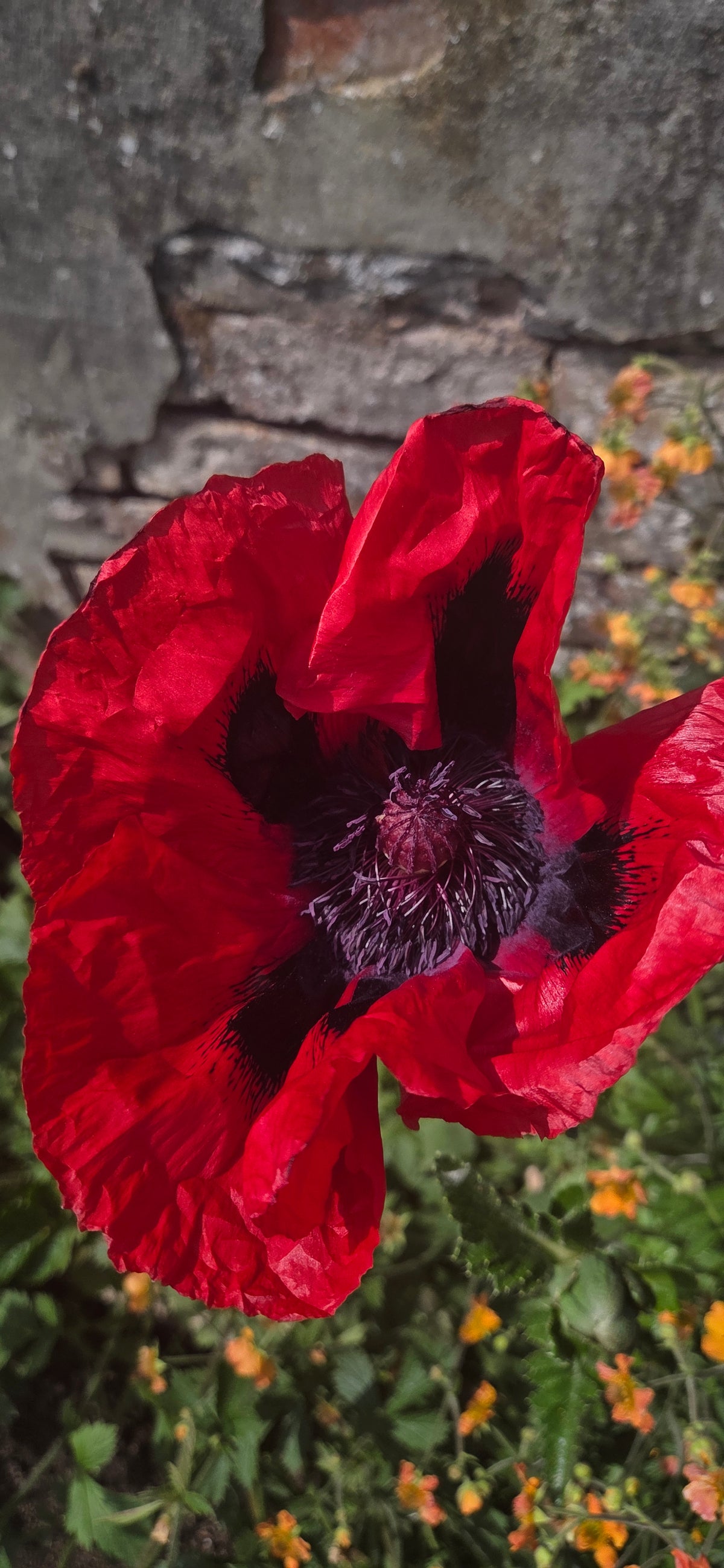 Ladybird Poppy seeds