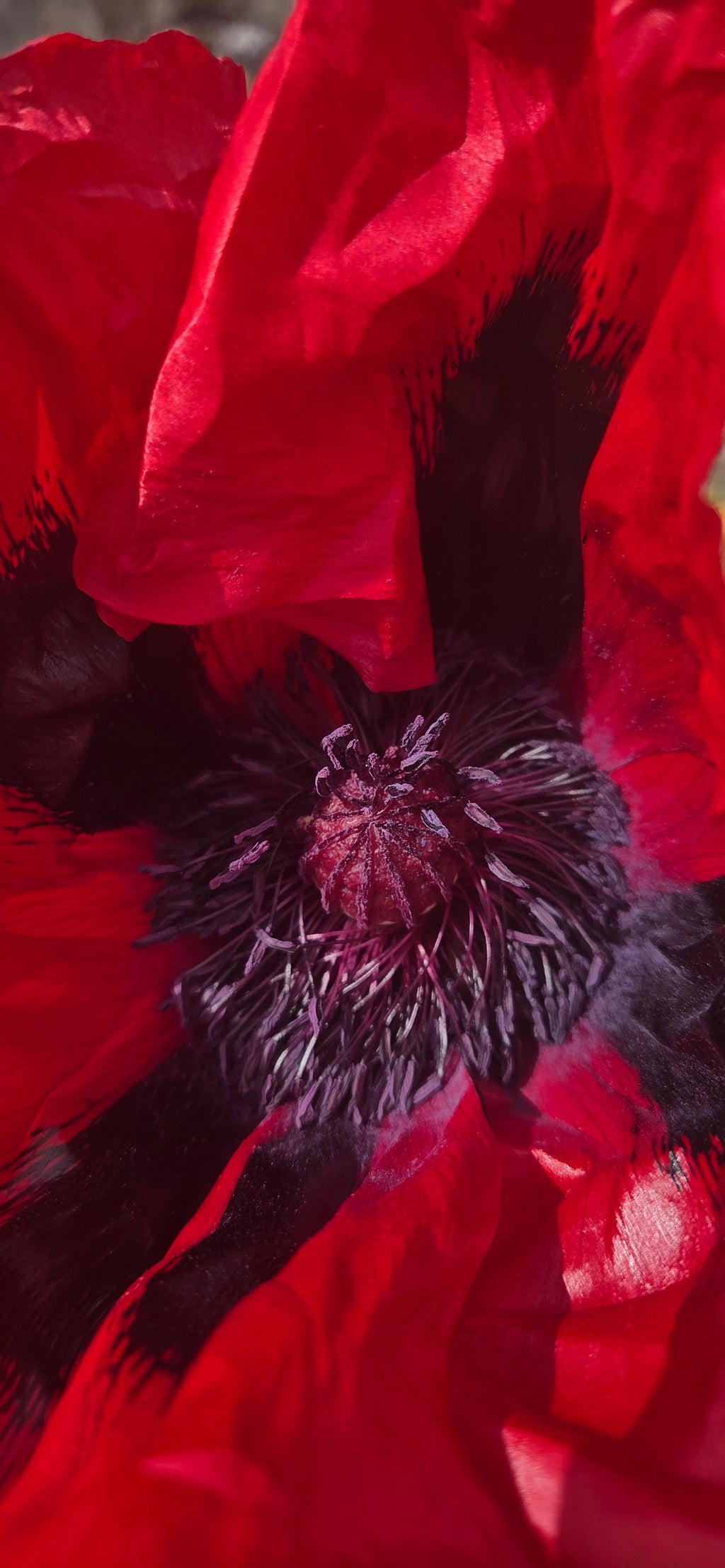 Ladybird Poppy seeds
